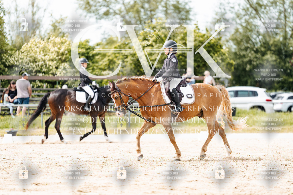 CK902479 | Turnierfotografie Pferdefotografie Trier Rheinland-Pfalz Pferdesport Reitsport Tierfotografie Sportfotografie Pferdevideo Pferdevideografie Equestrianvideography equestrianphotography  - Realisiert mit Pictrs.com