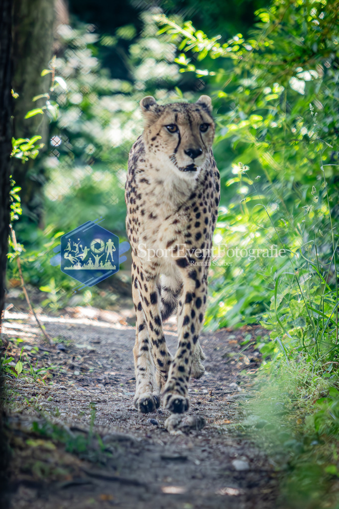 IMG_6313 | SportEventFotografie - Roman Stoiber