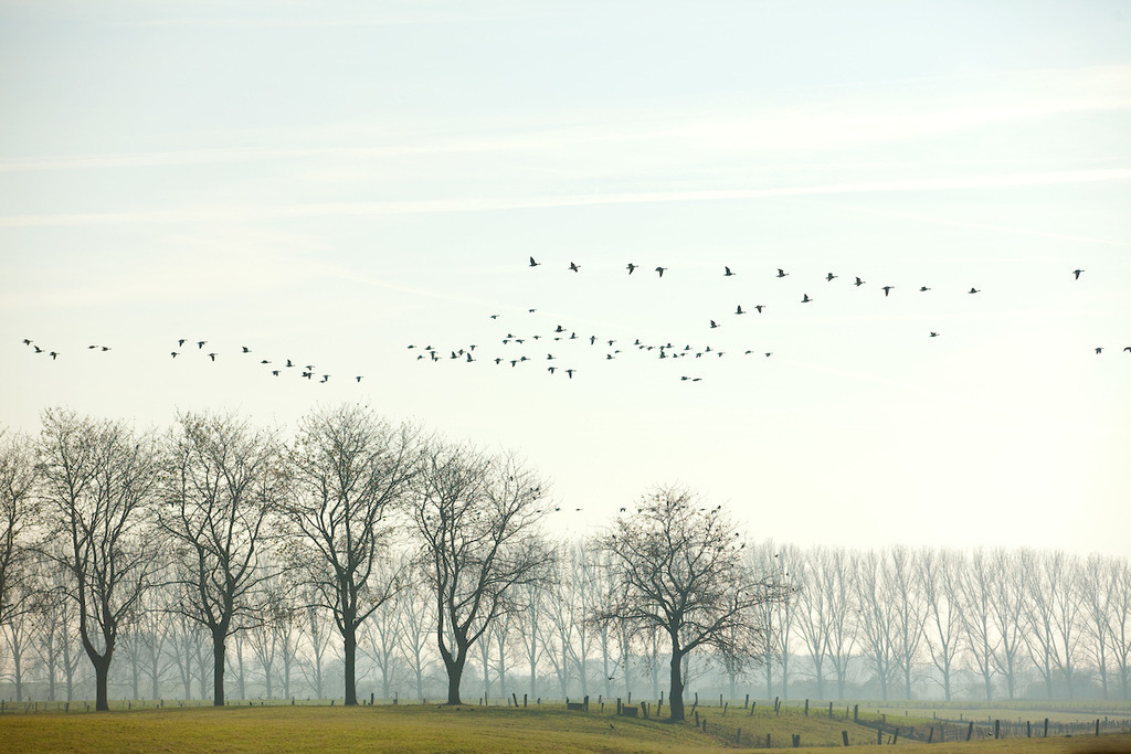111116-081 | Europa, DEU, Deutschland, Nordrhein Westfalen, NRW, Rheinland, Niederrhein, Xanten, Naturschutzgebiet Xantener Altrhein, Bislicher Insel, Typische Landschaft, Arktische Wildgaense, Zugvoegel, Vogelschwarm, , Kategorien und Themen, Tiere, Tier, Wildtiere, Tierfoto, Tierfotos, Tierphoto, Tierphotos, Tierfotografie, Tierphotographie, Wildlife, Natur, Naturfoto, Naturfotos, Naturfotografie, Naturphoto, Naturphotographie......[Fuer die Nutzung gelten die jeweils gueltigen Allgemeinen Liefer-und Geschaeftsbedingungen. Nutzung nur gegen Verwendungsmeldung und Nachweis. Download der AGB unter http://www.image-box.com oder werden auf Anfrage zugesendet. Freigabe ist vorher erforderlich. Jede Nutzung des Fotos ist honorarpflichtig gemaess derzeit gueltiger MFM Liste - Kontakt, Uwe Schmid-Fotografie, Duisburg, Tel. (+49).2065.677997, archiv@image-box.com, www.image-box.com] - Realisiert mit Pictrs.com