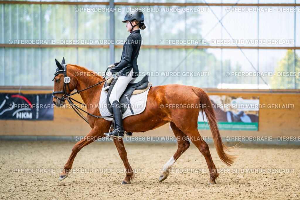 DSC03618 | Pferdegrafie