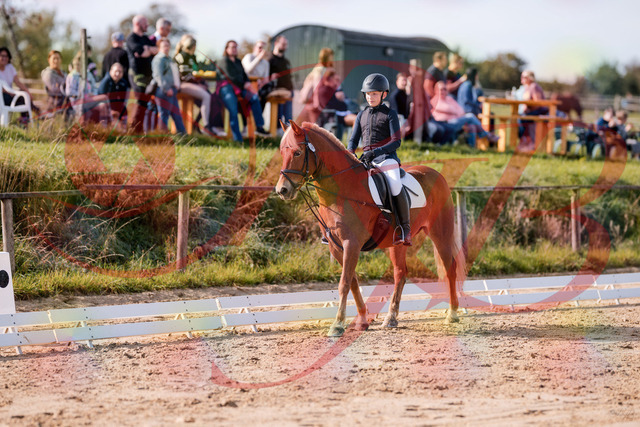 2026_10_03_Siefer-Hof_115946_Z81_00812222 | Professionelle Reitsport-, Turnier- und Eventfotografie von Robert Broda. Galerien mit ausgewählten und bearbeiteten Bildern direkt online ansehen und bestellen.