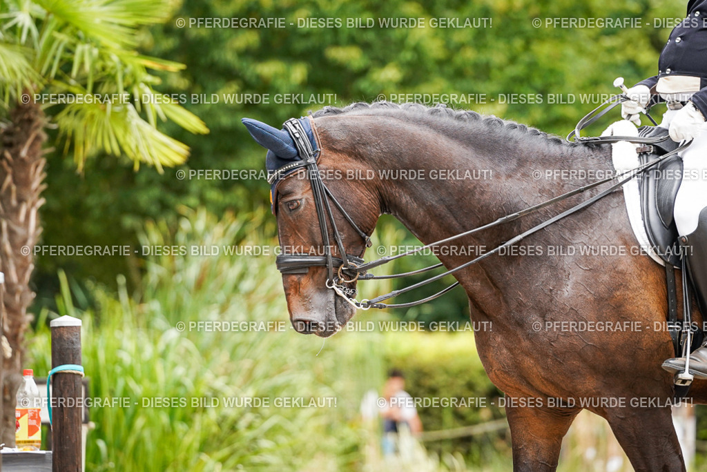 DSC05121 | Pferdegrafie