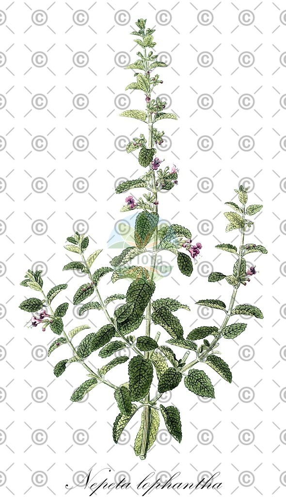 HistAbb_wfo-0000381268_1_ENZY_Simple | Historische Abbildung von Nepeta lophantha - Lamiaceae | Historical Illustration of Nepeta lophantha - Lamiaceae