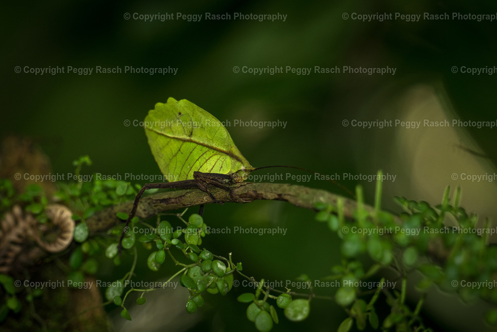 Costa Rica | PeggyRaschPhotography - Realisiert mit Pictrs.com