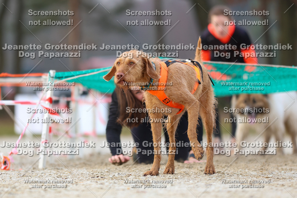 Dog Paparazzi - Strongdog North Mrz26-3683 | Dog Paparazzi Jeanette Grottendiek Fotografie & Videografie - Realisiert mit Pictrs.com