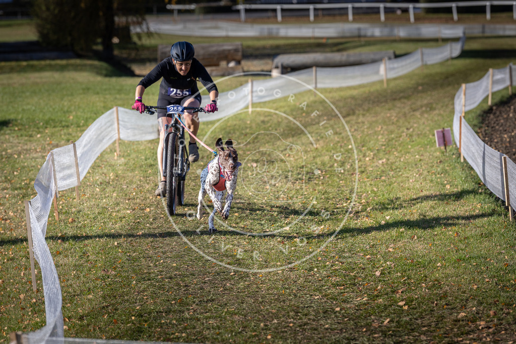CaniXpix_DV3A4644 | Hundefotografie, Tierfotograf, Pfotenfotografie, Fotoshooting Hund, Hunde Portrait, Hundesport, Hundeportraits, Heideshooting, Hunde, Sportfotograf, Hundefotograf, Turnierhundsport, THS,  - Realisiert mit Pictrs.com