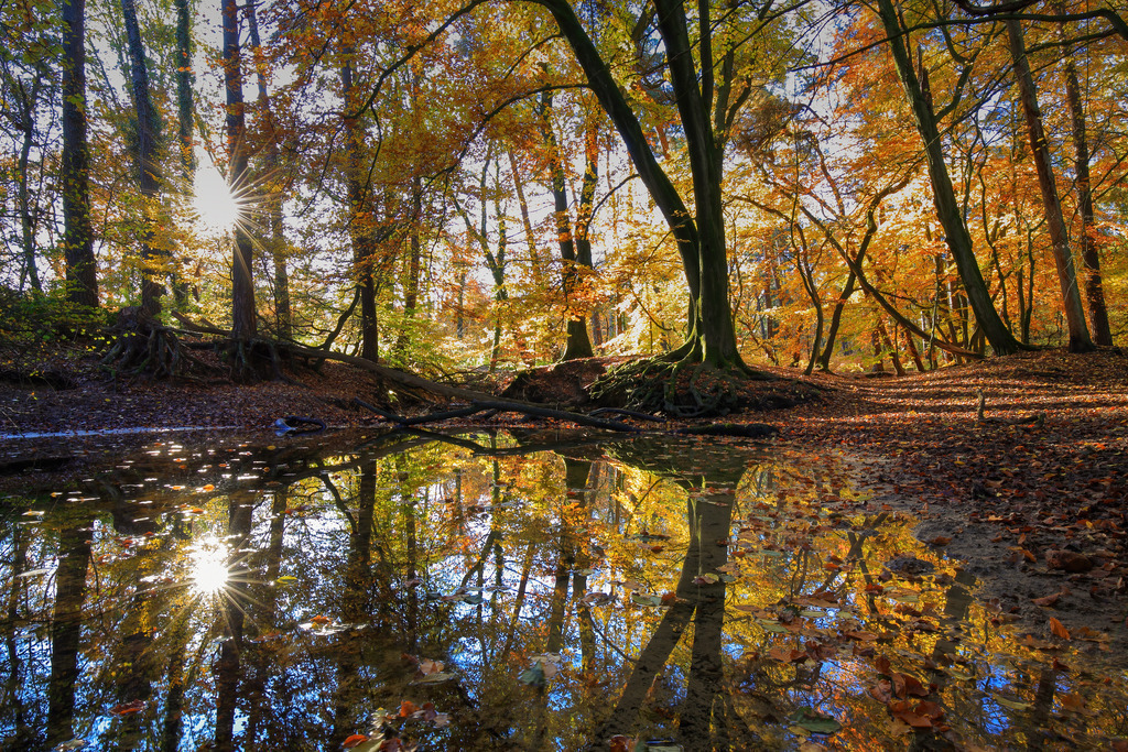 Wandbild - Herbstzauber im Wald: Farbenpracht und Spiegelungen | Dieses wunderschöne Bild fängt die Magie eines herbstlichen Waldes ein. Die Bäume, in leuchtenden Gelb-, Orange- und Rottönen, werfen ein atemberaubendes Farbenspiel auf den Waldboden und das ruhige Wasser eines kleinen Teichs. Die Sonnenstrahlen brechen durch das Blätterdach und erzeugen ein warmes, goldenes Licht, das die Szene noch eindrucksvoller macht. Die Spiegelungen der Bäume im klaren Wasser verstärken die Schönheit und Ruhe des Moments. Der Kontrast zwischen den bunten Blättern und den dunklen Baumstämmen verleiht dem Bild Tiefe und eine fast märchenhafte Atmosphäre.