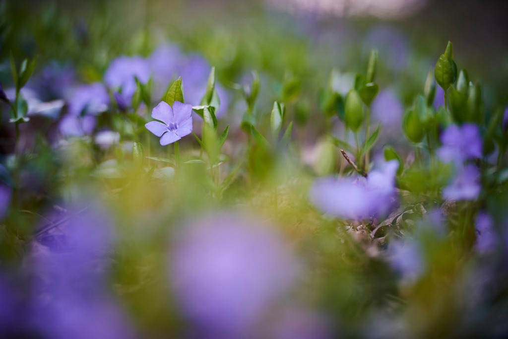 Leberbluemchen im Wald | Bocksdorf, Austria - April 05, 2015: Leberbluemchen im Wald. - Realisiert mit Pictrs.com