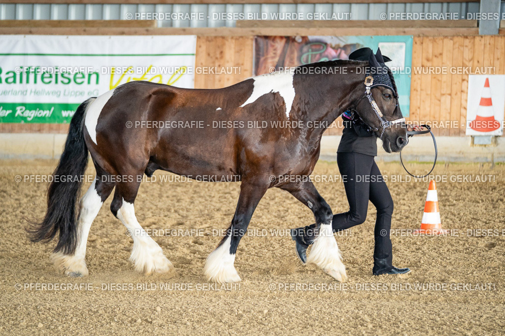 DSC07525 | Pferdegrafie