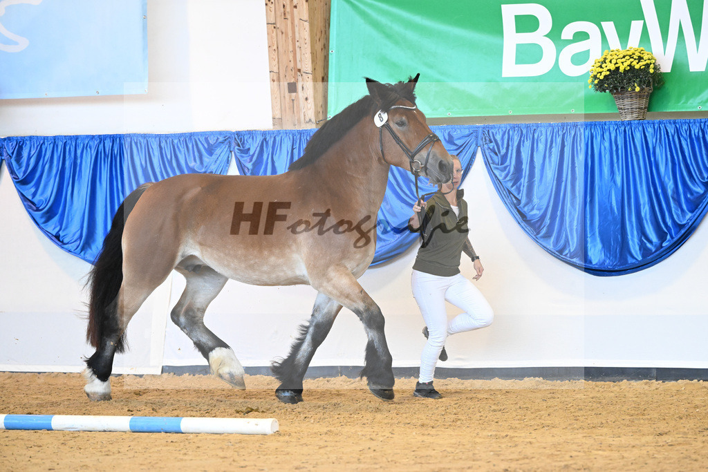 Kat-Nr. 8 Finja_Boes_53220952 | hf-fotografie - Realizzato con Pictrs.com