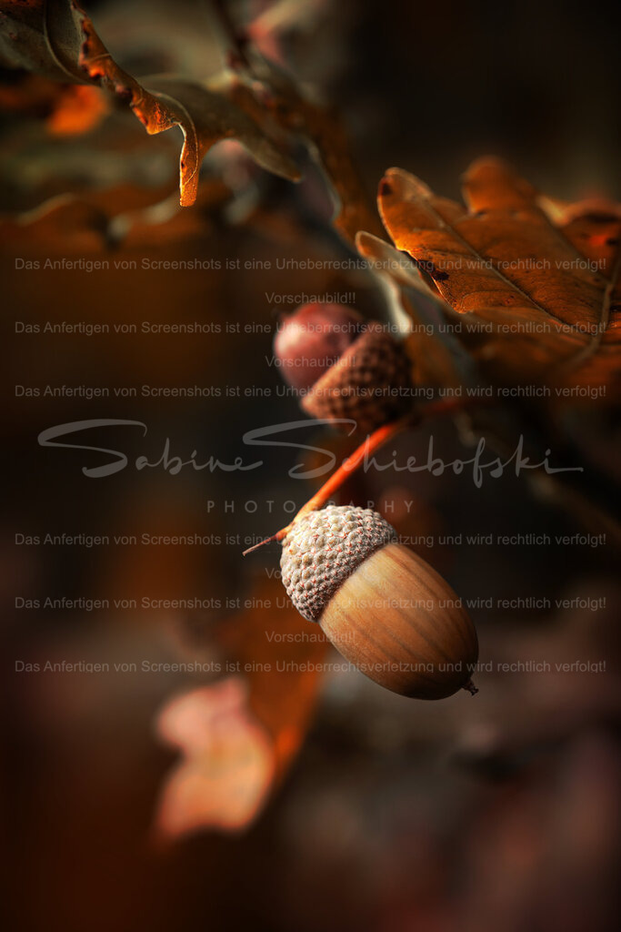 Wandbild "Eichel" | People- und Tierfotografie, Imageaufnahmen, Veranstaltungsfotografie und Wandbilder aus der Natur ★ Made in Germany ✔️ Druck + Downloads ✔️ Naturfotografie in Top Qualität ★ schneller Versand, weltweite Lieferung! - Realisiert mit Pictrs.com