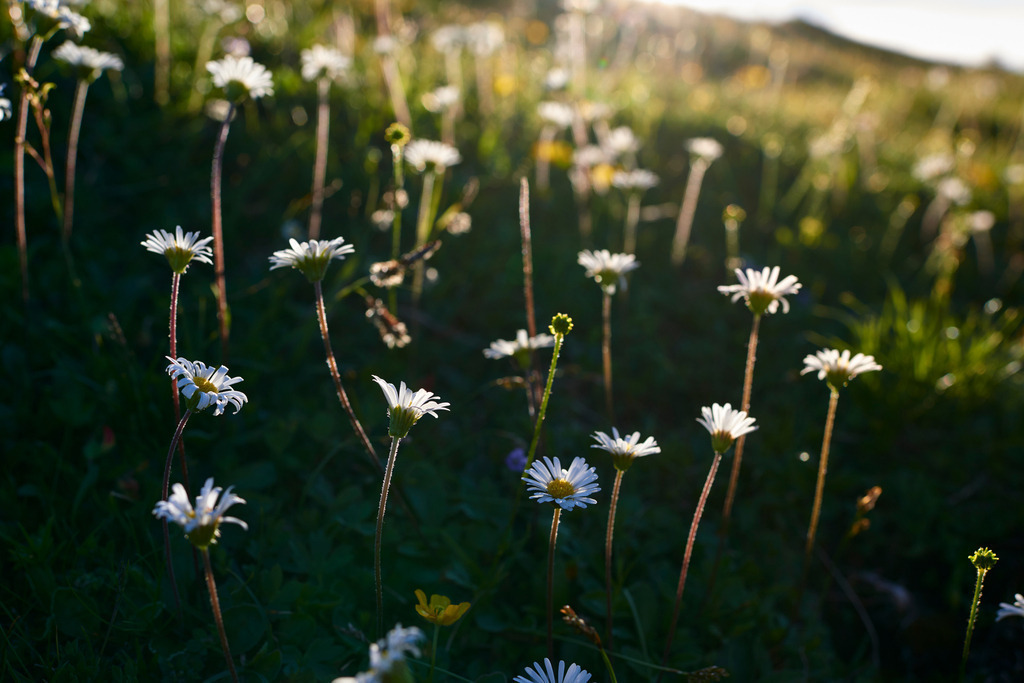 Gaenseblumenwiese im Gegenlicht | Bad Mitterndorf, Austria - June 26, 2017: Gaenseblumenwiese im Gegenlicht. - Realisiert mit Pictrs.com