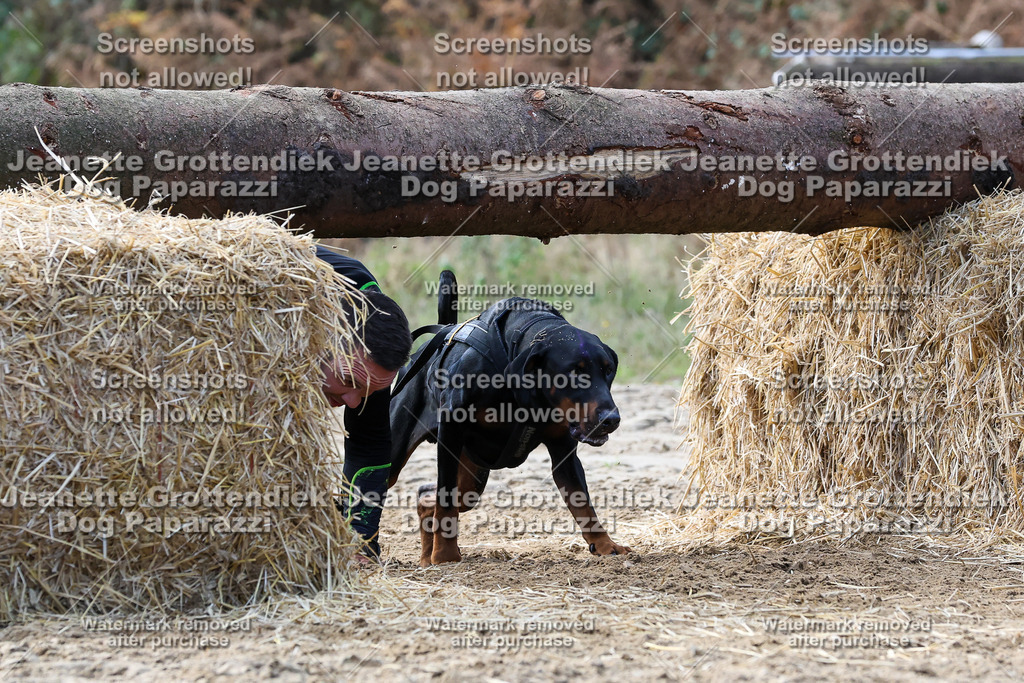Dog Paparazzi - Strongdog 10-25-5432 | Dog Paparazzi Jeanette Grottendiek Fotografie & Videografie - Realisiert mit Pictrs.com