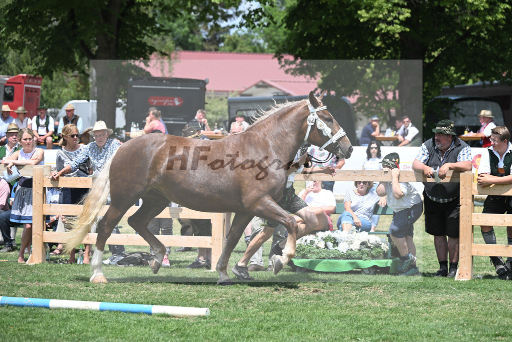 Kat-Nr. 42 Emmeranzia_Ulrich_20230645 | hf-fotografie - Realisiert mit Pictrs.com