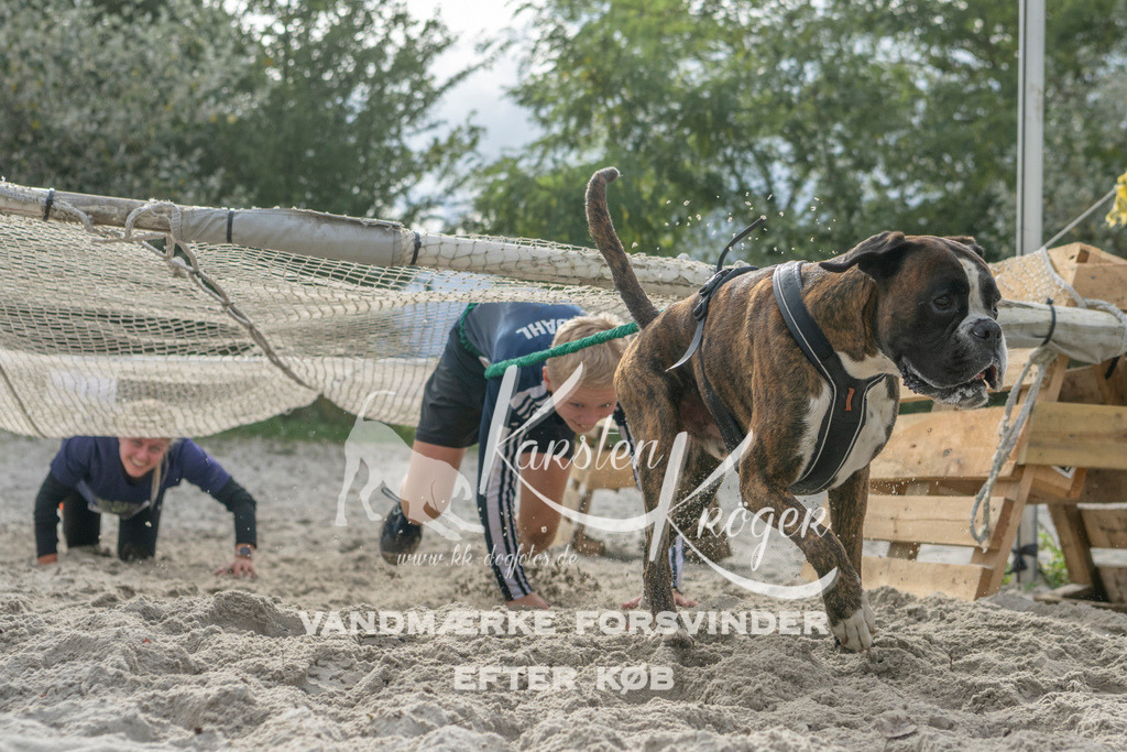 1145_ZZ99186 | kk-dogfotos