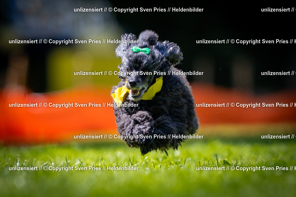 Sven Pries | 2025-08-10 - Hunderennen Durlach - Realisiert mit Pictrs.com