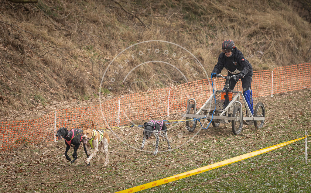 Pfotenfotografie_DV3A8175 | Hundefotografie, Tierfotograf, Pfotenfotografie, Fotoshooting Hund, Hunde Portrait, Hundesport, Hundeportraits, Heideshooting, Hunde, Sportfotograf, Hundefotograf, Turnierhundsport, THS,  - Realisiert mit Pictrs.com