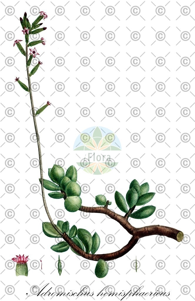 HistAbb_wfo-0000521350_1_ENZY_Simple | Historische Abbildung von Adromischus hemisphaericus - Crassulaceae | Historical Illustration of Adromischus hemisphaericus - Crassulaceae