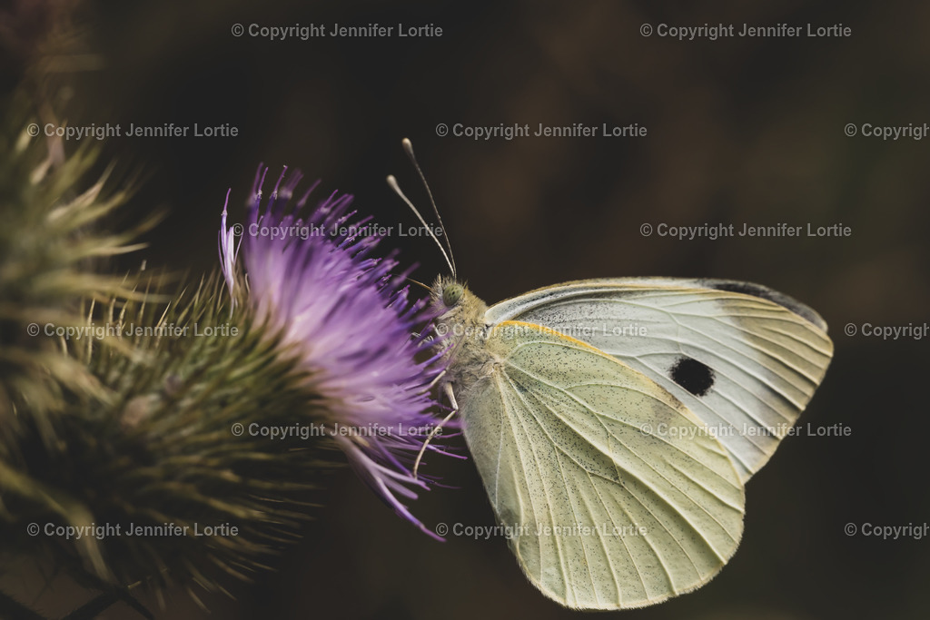 Karstweißling an Distelblüte | Kreative Naturaufnahmen als hochwertige Druckprodukte kaufen. - Realisiert mit Pictrs.com