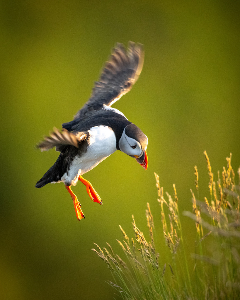 IMG_1446 | Ich bin Fotograf aus Neuburg an der Donau und spezialisiere mich auf Wildlife-Fotografie, Landschaftsaufnahmen und Portraits.Ob Hochzeit, Familienbilder oder Naturaufnahmen – ich fange echte Momente ein, die bleiben. 