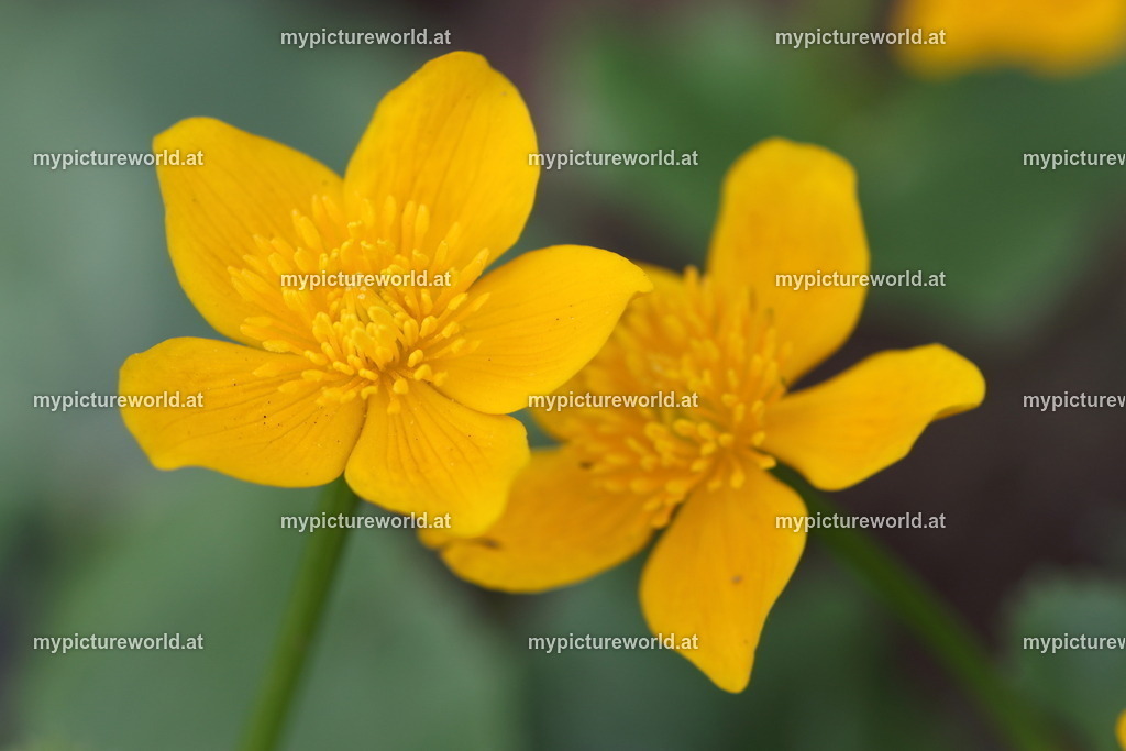 Sumpfdotterblume-007 | Das Bilderarchiv über Tiere, Planzen und Landschaften. In der Bilddatenbank finden Sie ein große Auswahl an hochwertigen Bilder für Ihre Werbung - Realisiert mit Pictrs.com