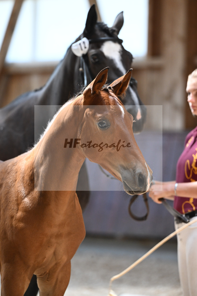 Kat-Nr. 12 HF Diablue PS x Origi d O_Stoeger_32240520 | hf-fotografie - Realisiert mit Pictrs.com