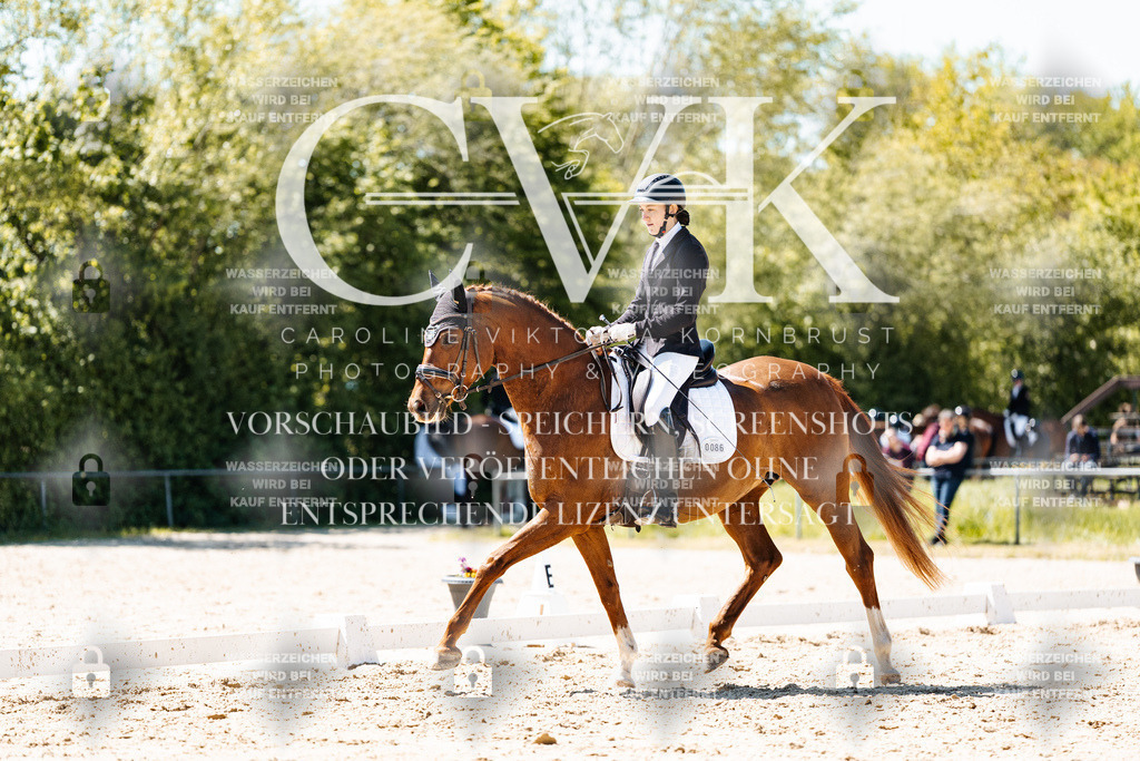 CK905975 | Turnierfotografie Pferdefotografie Trier Rheinland-Pfalz Pferdesport Reitsport Tierfotografie Sportfotografie Pferdevideo Pferdevideografie Equestrianvideography equestrianphotography  - Realisiert mit Pictrs.com