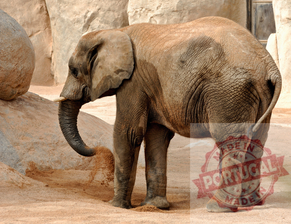 African elephant playing with sand using its trunk | Elephant using its trunk to move sand on dry ground in a wildlife setting - Realisiert mit Pictrs.com