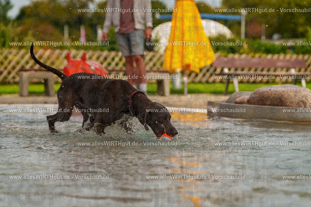 Hundeschwimmen_Grefrath_2026-allesWIRTHgut_Tierfotografie-11_38-7R503406 | Professionelle Tierfotografie in Mönchengladbach von Daniel Wirth (allesWIRTHgut). Liebevolle & natürliche Bilder von Hunden & Katzen für unvergessliche Erinnerungen.
