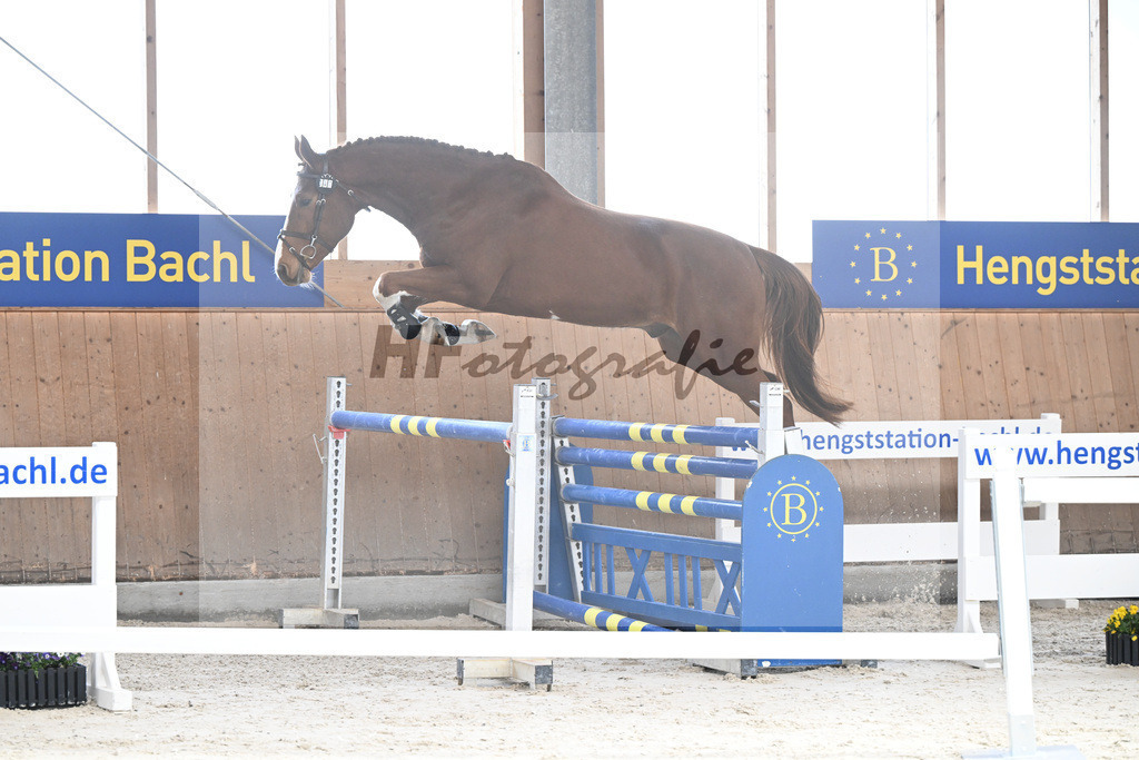 Kat-Nr. 47 Achilleus MZ v. Aganix du Seigneur_Meindl_5251712 | hf-fotografie - Realisiert mit Pictrs.com