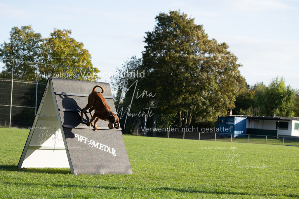 _16A6259 | Einzigartige Fotos von Hunden & Menschen –Actionfotos, Portraits, Vereinsaufnahmen & Paarshootings – authentisch, lebendig & mit Herz.
