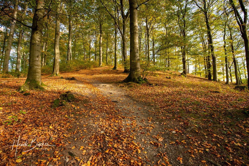 Waldpfad auf den Wilzenberg | Bilder und Impressionen zu jeder Jahreszeit aus dem Sauerland im Naturpark Sauerland-Rothaargebirge - Realisiert mit Pictrs.com