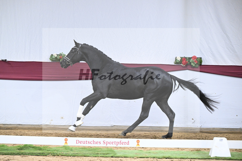 Kat-Nr. 38 Vivanero x Bretton Woods_Hanna Stengele_47251347 | hf-fotografie - Realizzato con Pictrs.com