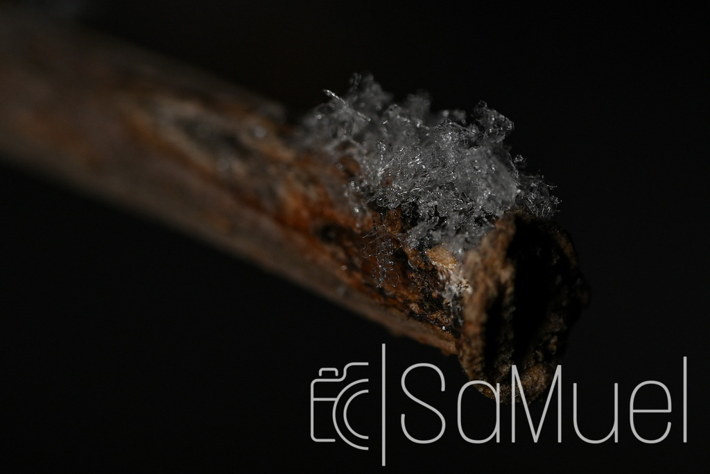 20260125-SML_1939 | Sa-Muel - Realisiert mit Pictrs.com