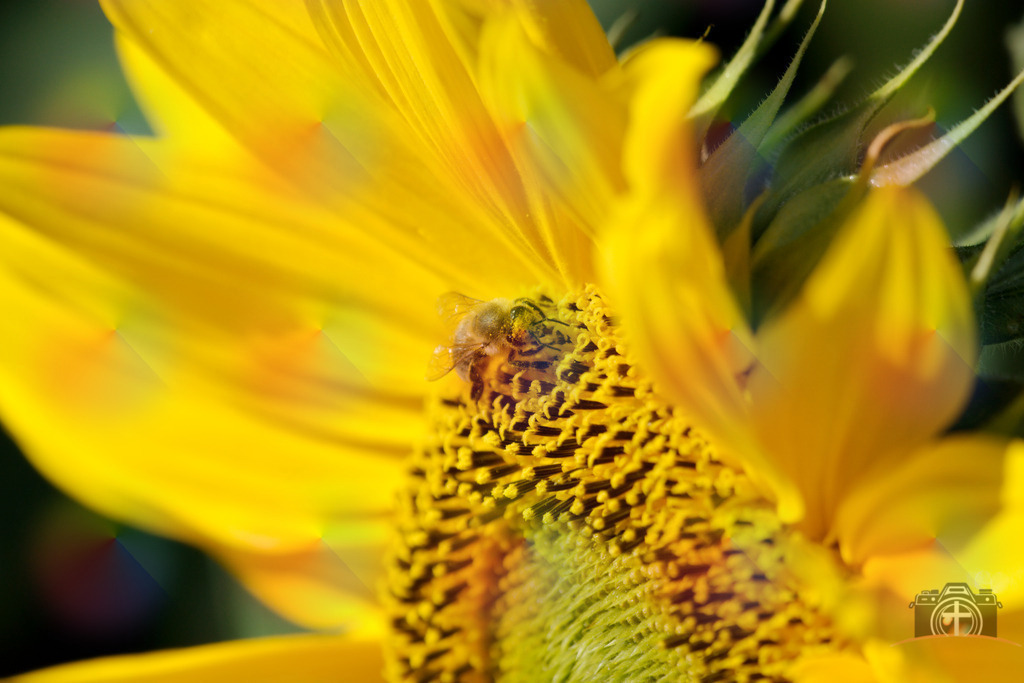 I-Biene-0007 | Entdecken Sie eine vielfältige Auswahl individueller Fotos zum Kauf auf picturalux.de. Finden Sie hochwertige Bilder für Ihre Projekte, die Ihre Botschaft perfekt unterstreichen. Stöbern Sie jetzt und verleihen Sie Ihren Inhalten das gewisse Etwas! - Realisiert mit Pictrs.com