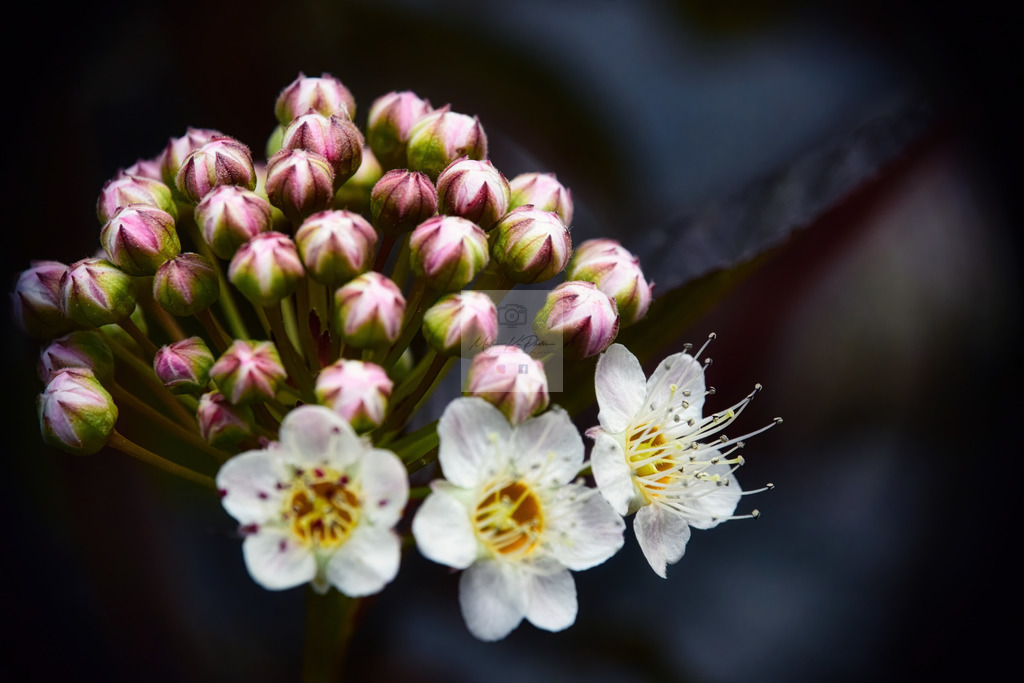 Makro - floral (54) | Buche Fotoshootings und entdecke hochwertige Fotoprodukte bei Mathias Ku Photos. Personalisiert, kreativ & mit Liebe zum Detail. Jetzt informieren! - Realisiert mit Pictrs.com