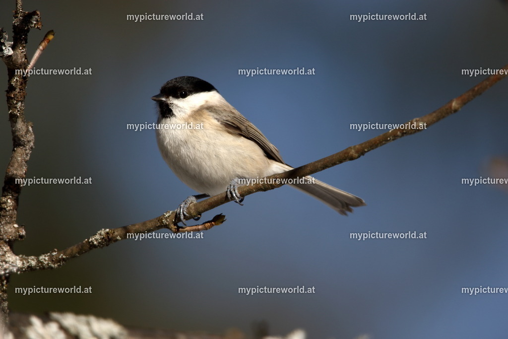 Sumpfmeise-014 | Das Bilderarchiv über Tiere, Planzen und Landschaften. In der Bilddatenbank finden Sie ein große Auswahl an hochwertigen Bilder für Ihre Werbung - Realisiert mit Pictrs.com