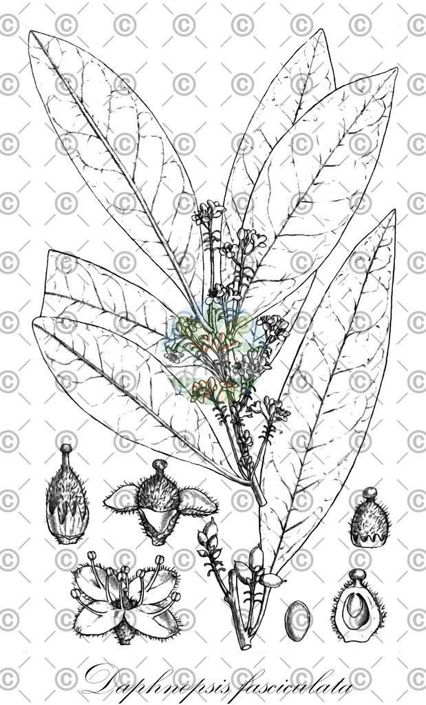 HistAbb_wfo-0000638157_2_ENZY_Simple | Historische Abbildung von Daphnopsis fasciculata - Thymelaeaceae | Historical Illustration of Daphnopsis fasciculata - Thymelaeaceae