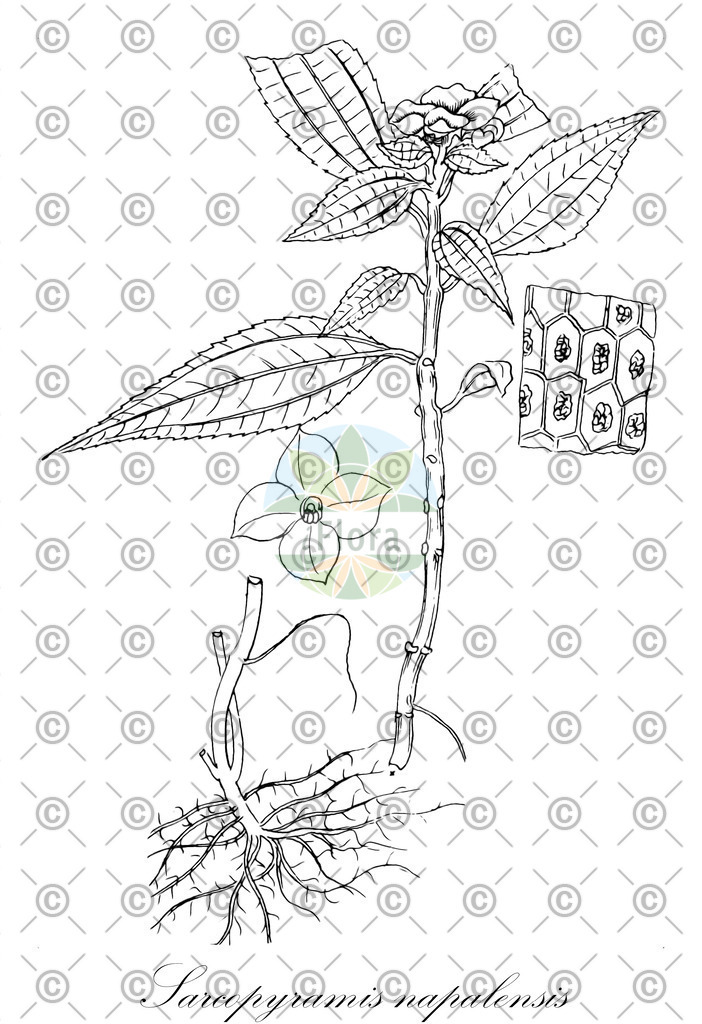 HistAbb_wfo-0000498723_1_ENZY_Simple | Historische Abbildung von Sarcopyramis napalensis - Melastomataceae | Historical Illustration of Sarcopyramis napalensis - Melastomataceae