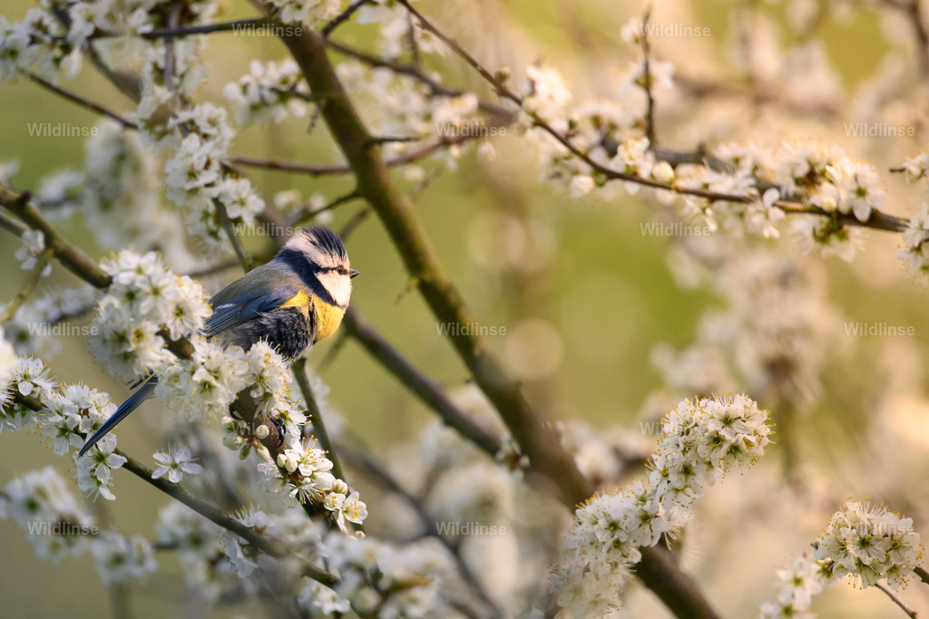 Wildlinse-240407-1 | Willkommen bei Wildlinse. Wildtierfotografien aus Schleswig-Holstein: Entdecke einzigartige Fine-Art-Prints und Poster, die Ruhe, Wildnis und die Schönheit unserer heimischen Tierwelt in dein Zuhause bringen. - Realisiert mit Pictrs.com