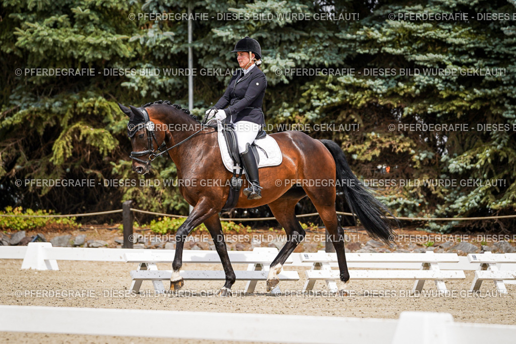 DSC02085 | Pferdegrafie