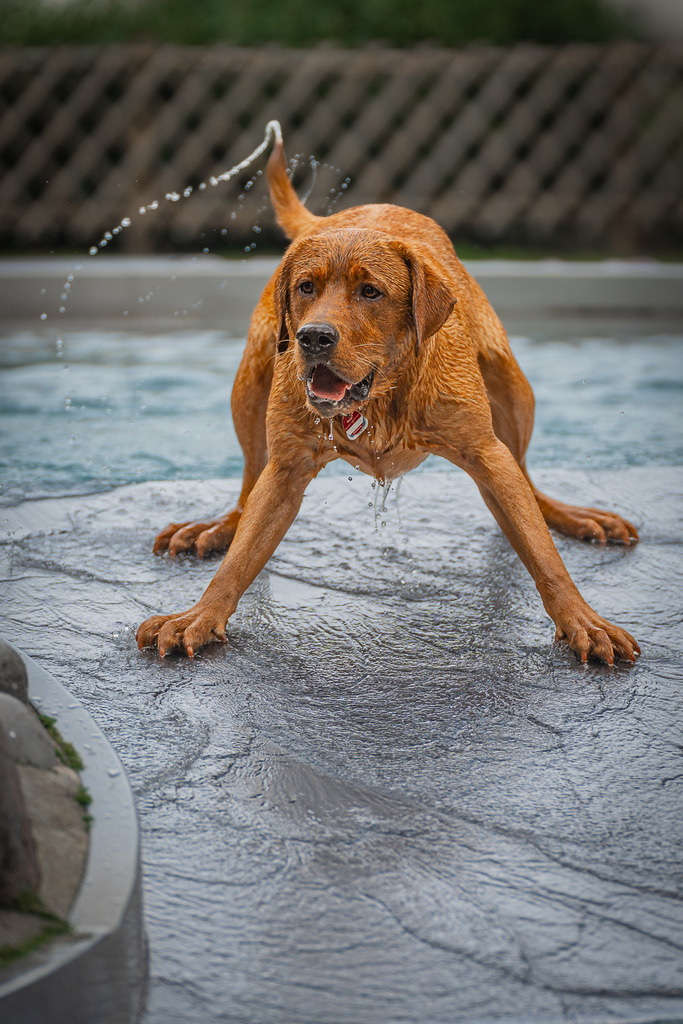 allesWIRTHgut Tierfotografie - 7IV03210 | Professionelle Tierfotografie in Mönchengladbach von Daniel Wirth (allesWIRTHgut). Liebevolle & natürliche Bilder von Hunden & Katzen für unvergessliche Erinnerungen.