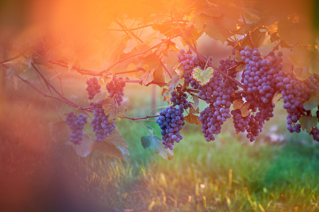 Weingarten mit Uhudler Weintrauben | Austria - September 25, 2021: Weingarten in Südburgenland mit Uhudler Weintrauben. - Realisiert mit Pictrs.com