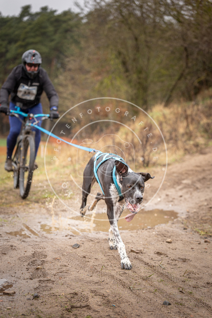 DV3A9121 | Hundefotografie, Tierfotograf, Pfotenfotografie, Fotoshooting Hund, Hunde Portrait, Hundesport, Hundeportraits, Heideshooting, Hunde, Sportfotograf, Hundefotograf, Turnierhundsport, THS,  - Realisiert mit Pictrs.com