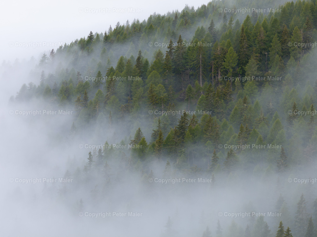 Divers_Erlebnisraum_Wald_23_Peter_Maier-18 | default