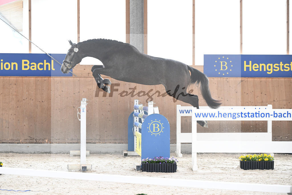 Kat-Nr. 4 Nischa F v. Vigaro_Fischer_5250314 | hf-fotografie - Realisiert mit Pictrs.com