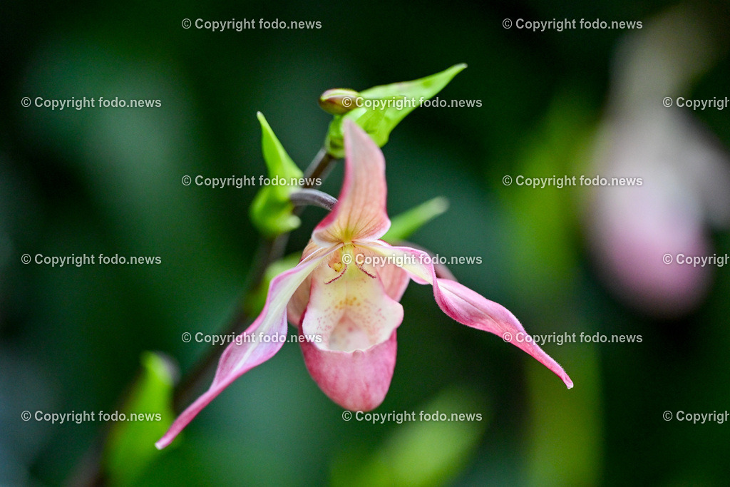 Botanischer Garten Linz_ Schmetterlinge_ Orchideen_ 21.01.2024-99 | 21.01.2024, Botanischer Garten Linz, AUT, Orchideen, im Bild Blume, Bluete, Pflanze, Tropenhaus, tropisch, Farbe, exotisch, bunt, Flora