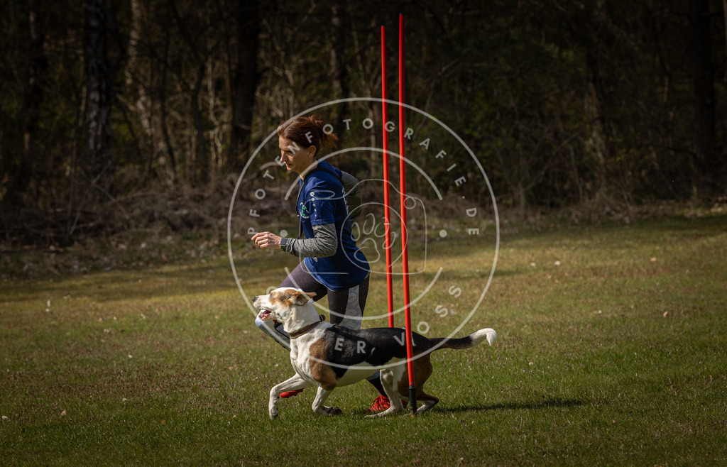 Pfotenfotografie_DV3A4494 | Hundefotografie, Tierfotograf, Pfotenfotografie, Fotoshooting Hund, Hunde Portrait, Hundesport, Hundeportraits, Heideshooting, Hunde, Sportfotograf, Hundefotograf, Turnierhundsport, THS,  - Realisiert mit Pictrs.com