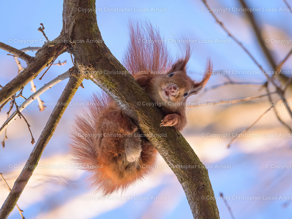 Eichhörnchen | bildkomponist - Realisiert mit Pictrs.com