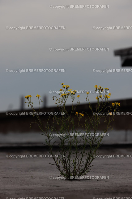 1H0A5590 | Eine Hommage an Bremen. Einzigartige Fotografien und Drohnenaufnahmen von Bremer Fotografen zum Staunen und auch zum Kaufen.